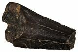 Serrated, Fossil Theropod (Richardoestesia) Partial Tooth #341018-1